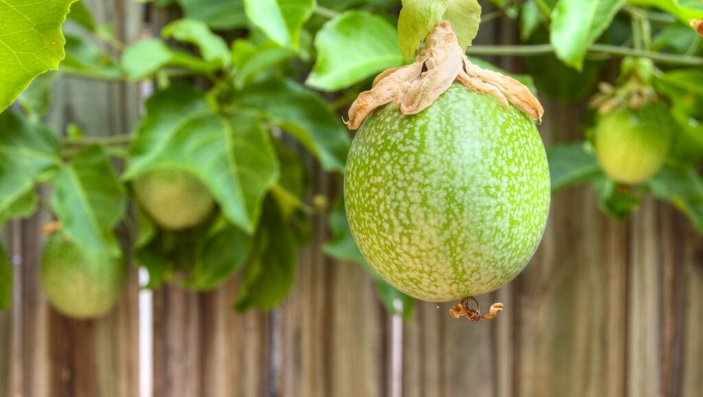 Fruiting Vines for Brisbane Pergolas: Passionfruit and Kiwi Options