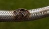 Emergency Plumber Tips for Dealing with Burst Pipes