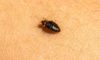 Bed Bug Infestations: How to Identify, Treat and Prevent