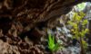 Belizean Caves: Discovering Archaeology and Biodiversity