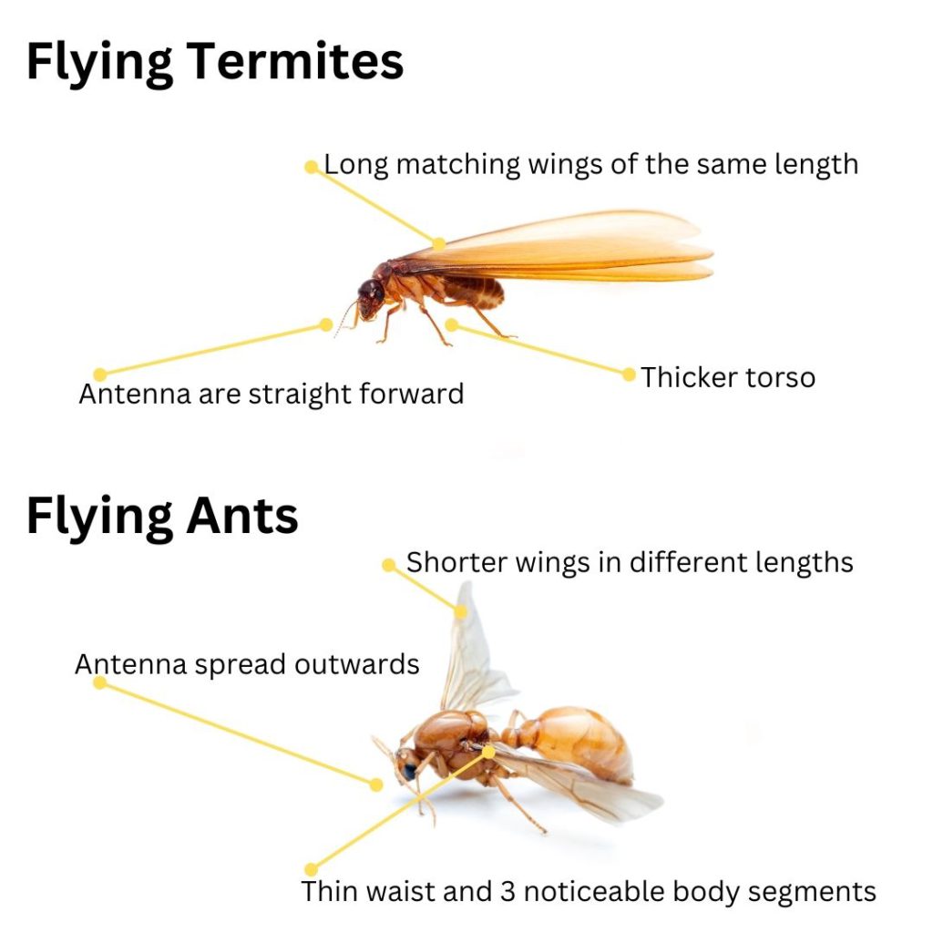 Flying Termites: Significance and How to Respond Effectively