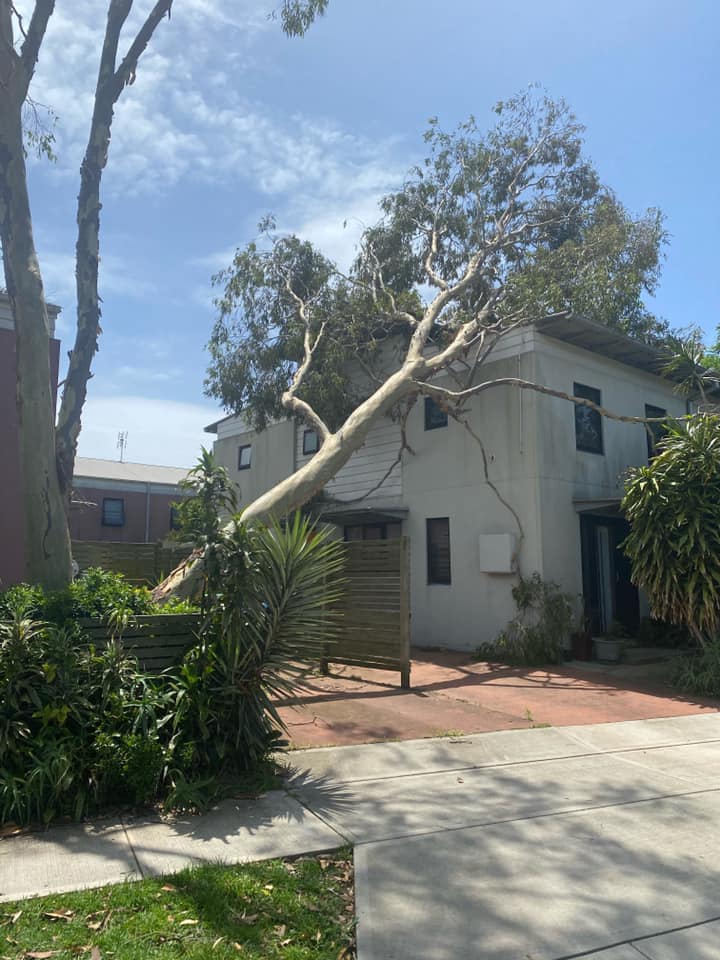 Storm Damaged Trees