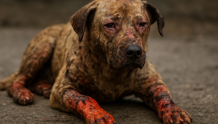 Burn Wound Care for Pets: Key Healing Tips You Need