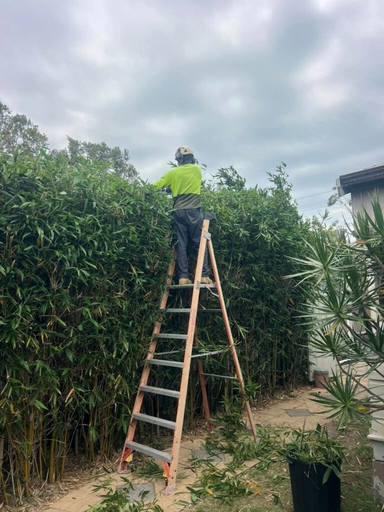 Hedging Plants for Easy Care in Newcastle Gardens