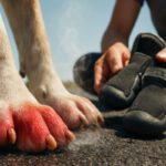 Pavement Safety for Dogs: Crucial Summer Tips
