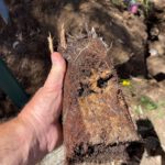 Clay Soil’s Effect on Pipes in Caboolture