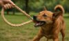 Hemp Leashes for Dogs: Sturdy and Reliable Choices