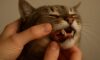 Teeth Brushing Kits for Cats: Key Tips for Effective Oral Care