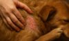 Flea Control for Pets: Effective Tips to Avoid Autumn Infestations