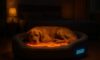 Temperature-Controlled Beds for Pets: The Ultimate Comfort Guide