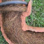 Tree Roots in Drains: Tackling Issues in Sutherland Shire